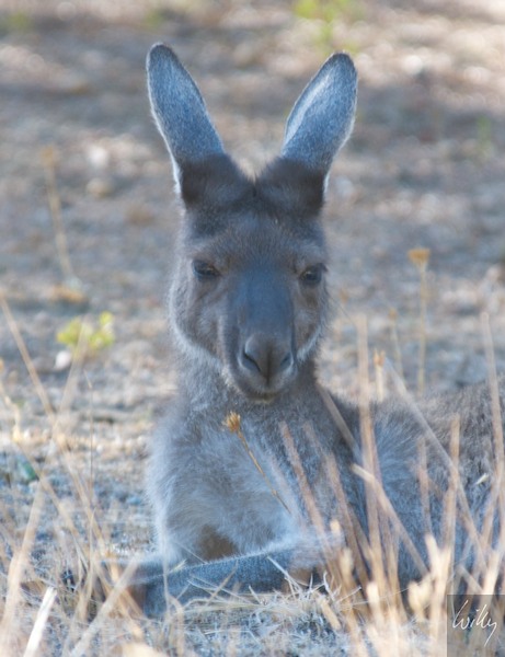 AustraliaPerth 10  042